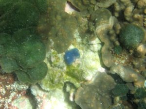 イソギンチャクの仲間?