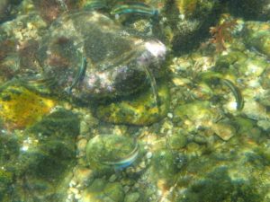 ベラが群れていました。