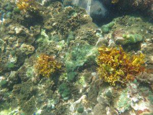 海藻とサンゴで美しい海底