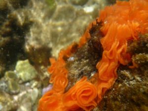 ウミウシの卵か?